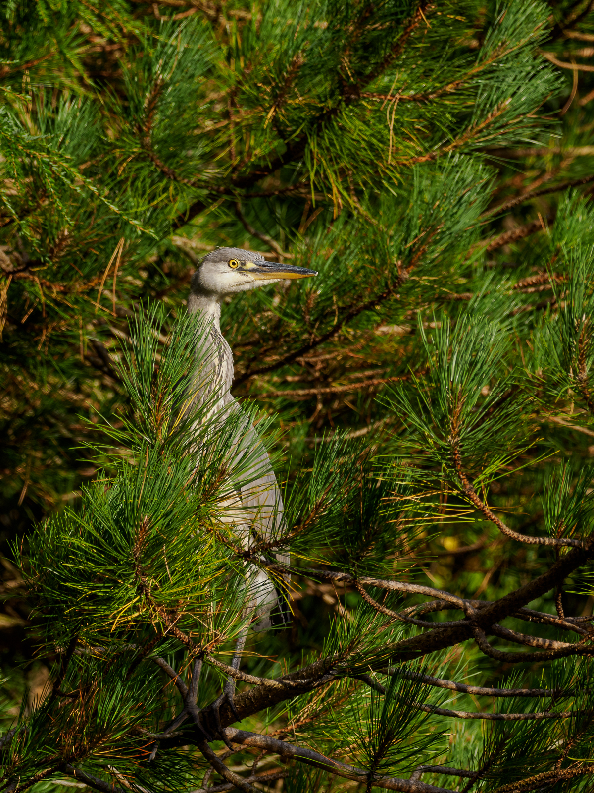 Click image for larger version

Name:	20220913-Garden Visitor-OM012864.jpg
Views:	89
Size:	2.44 MB
ID:	892085