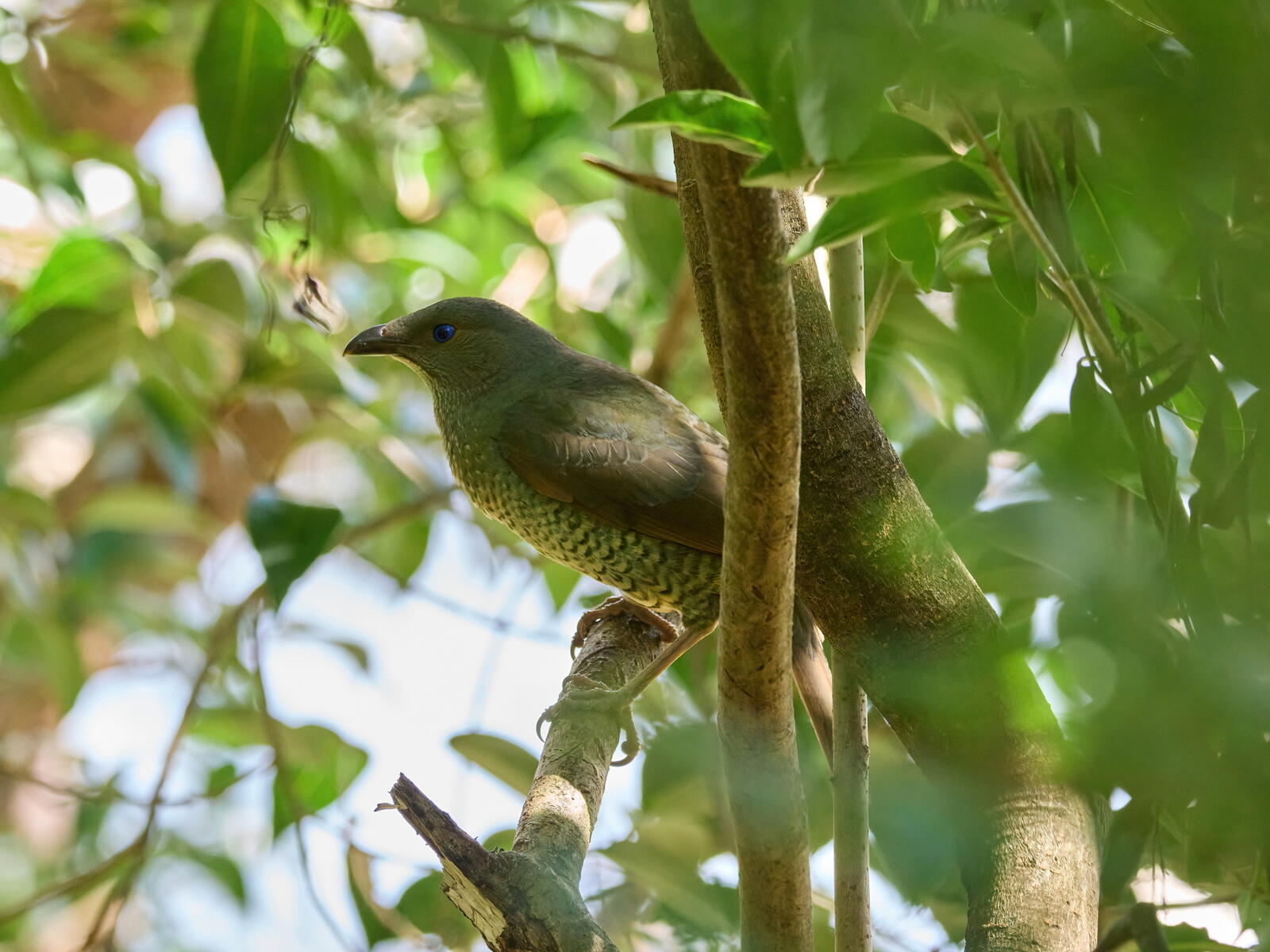 Click image for larger version  Name:	J9141251(CO22)-adj-DN-ms.jpg Views:	0 Size:	213.0 KB ID:	892301