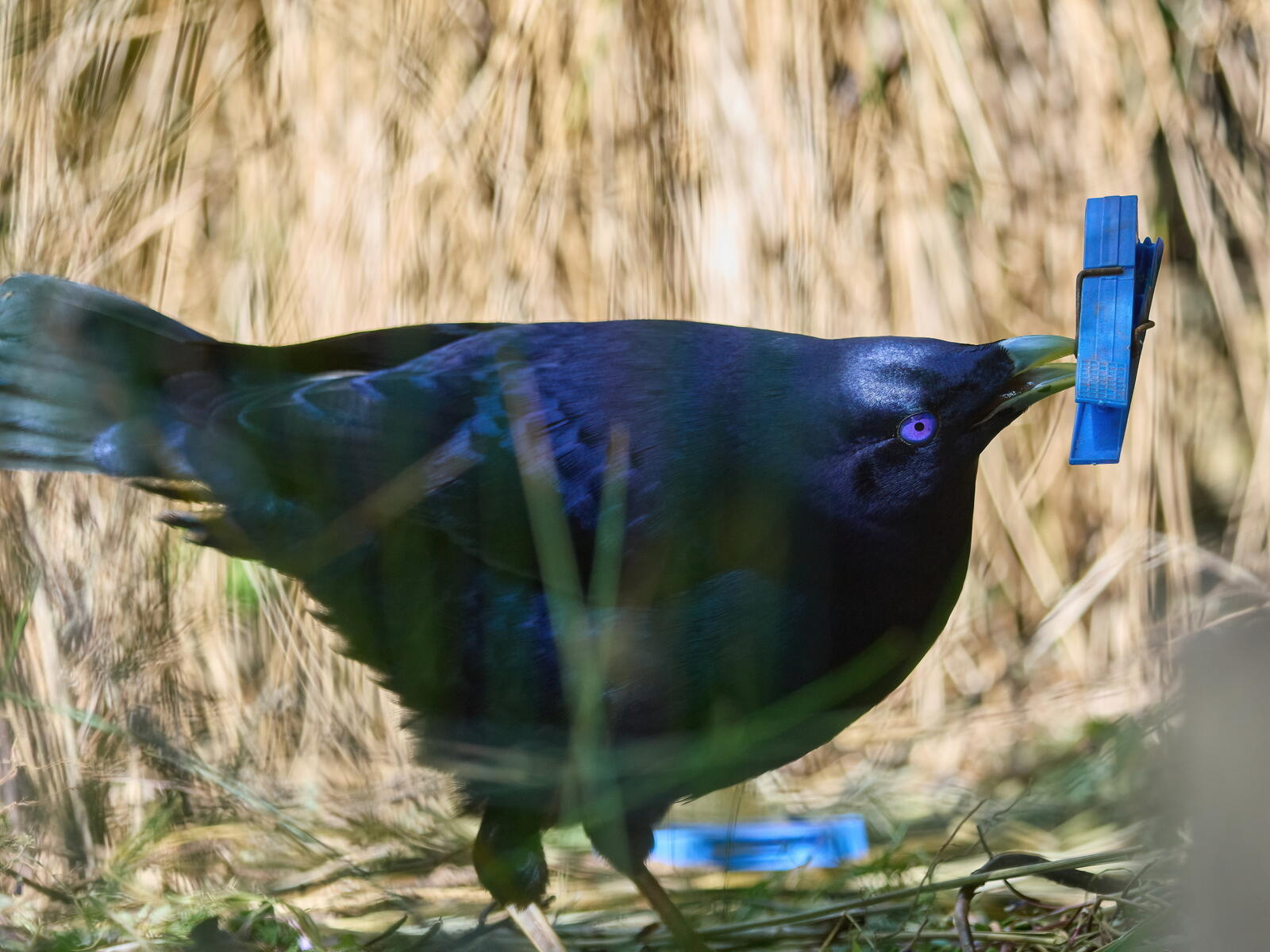 Click image for larger version  Name:	J9141276(CO22)-adj-DN-ms.jpg Views:	0 Size:	214.3 KB ID:	892302