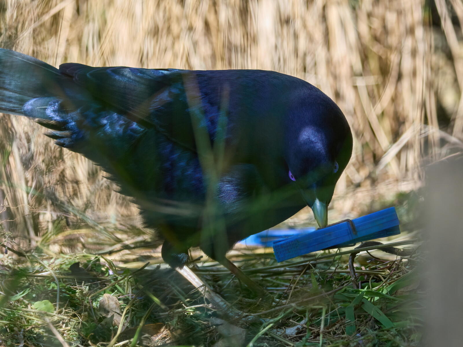 Click image for larger version  Name:	J9141273(CO22)-adj-DN-ms.jpg Views:	0 Size:	247.8 KB ID:	892305