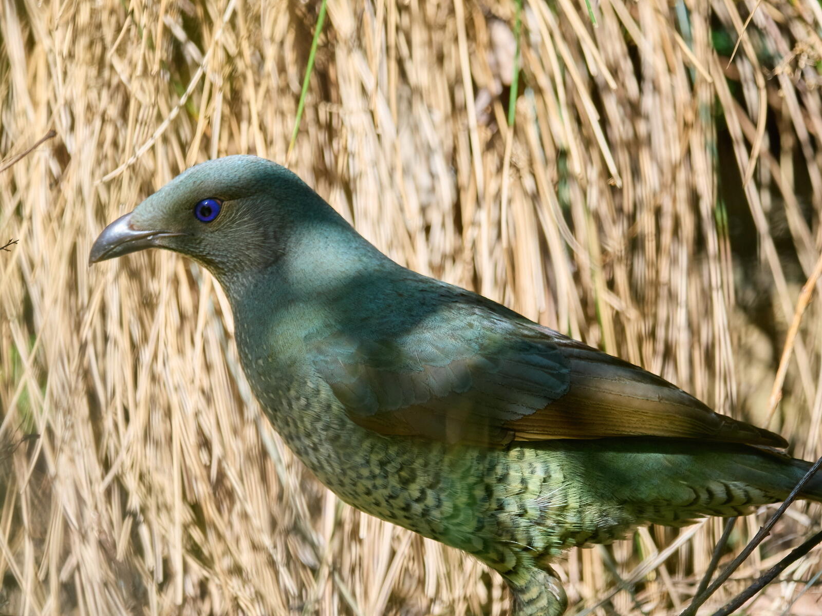 Click image for larger version  Name:	J9141255(CO22)-adj-DN-ms.jpg Views:	0 Size:	287.9 KB ID:	892306