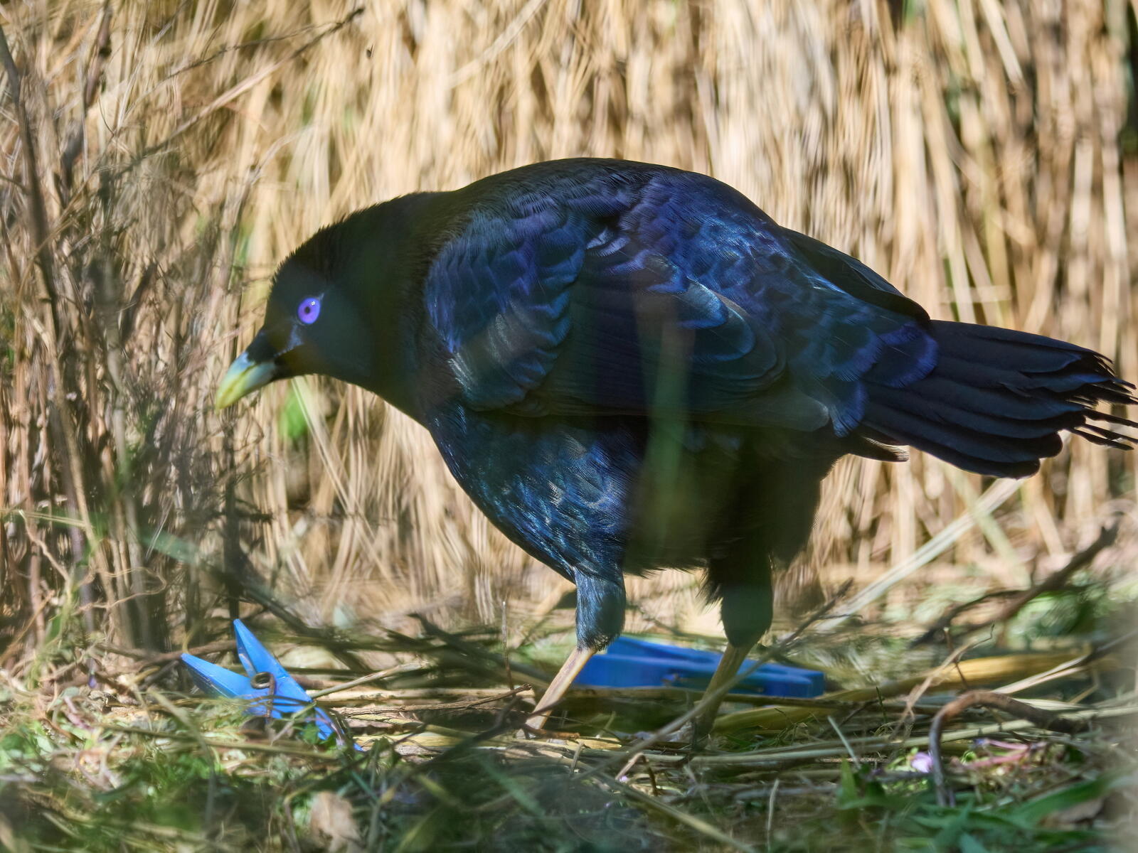 Click image for larger version  Name:	J9141286(CO22)-adj-DN-ms.jpg Views:	0 Size:	284.1 KB ID:	892307