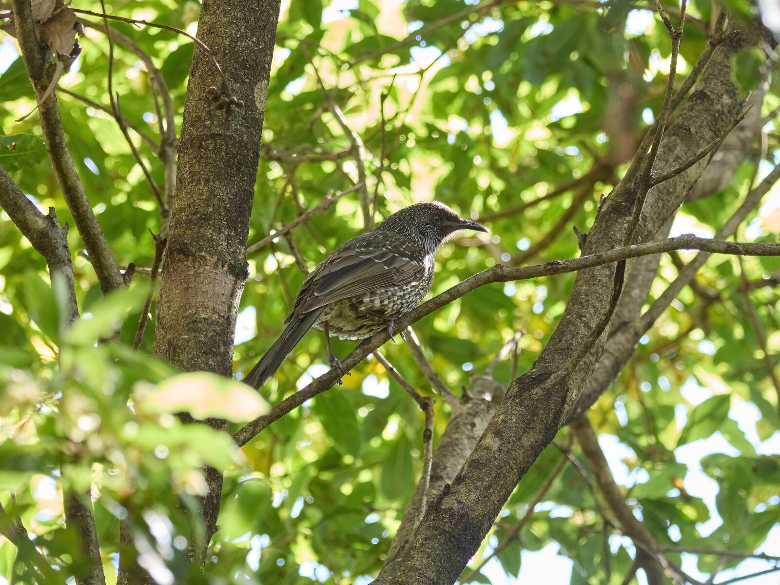 Click image for larger version  Name:	J9141231(CO22)-cr-adj-DN-ms.jpg Views:	0 Size:	334.1 KB ID:	892311