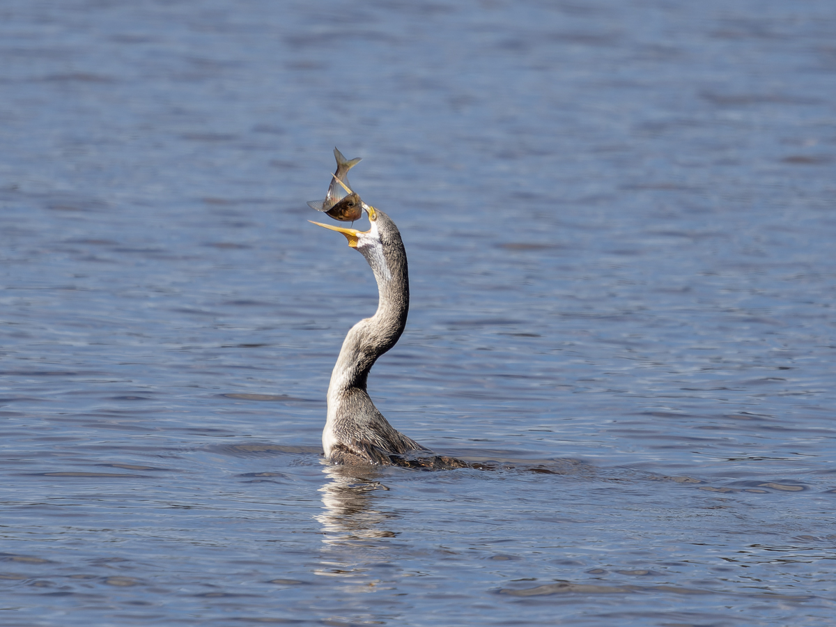 Click image for larger version  Name:	SecondToss.jpg Views:	0 Size:	598.8 KB ID:	893222