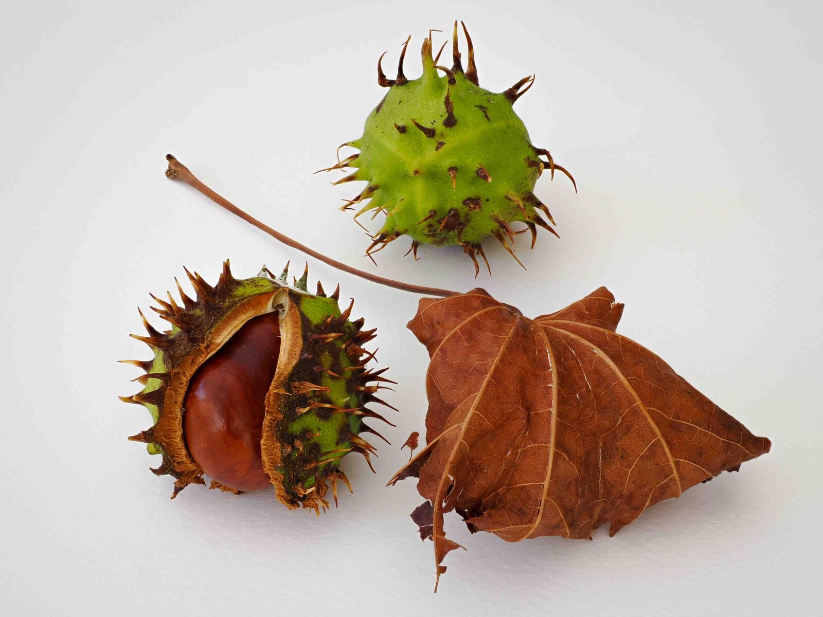Click image for larger version  Name:	Conker arrangment.jpg Views:	0 Size:	222.0 KB ID:	893624