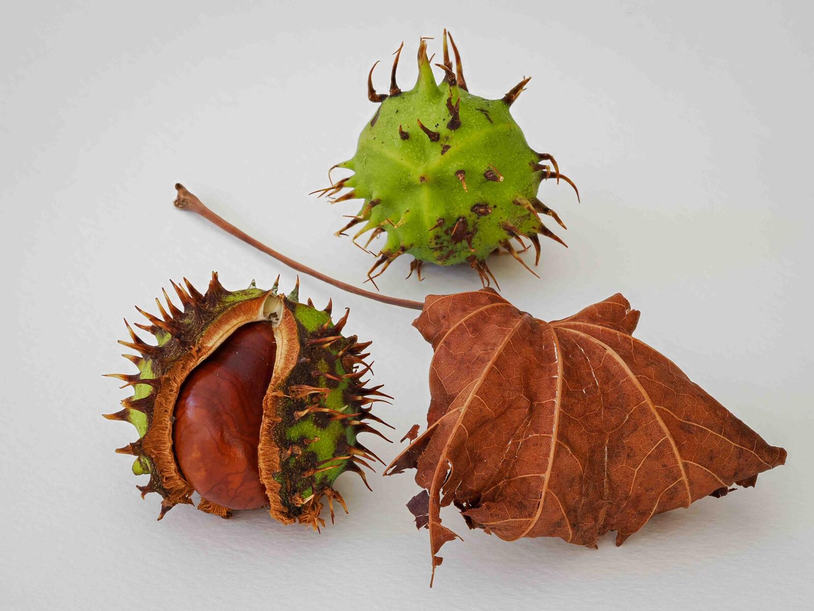 Click image for larger version

Name:	Conker arrangment-2.jpg
Views:	109
Size:	248.6 KB
ID:	893628