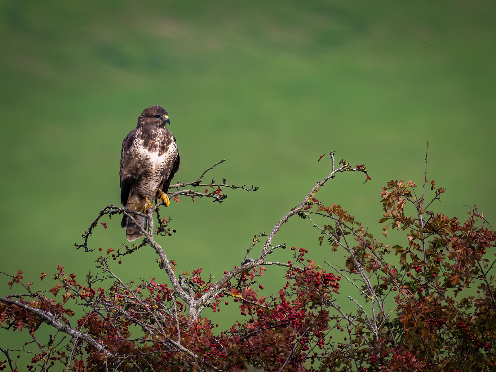 Click image for larger version

Name:	PA036520-2-SharpenAI-Standard.jpg
Views:	619
Size:	342.0 KB
ID:	894073