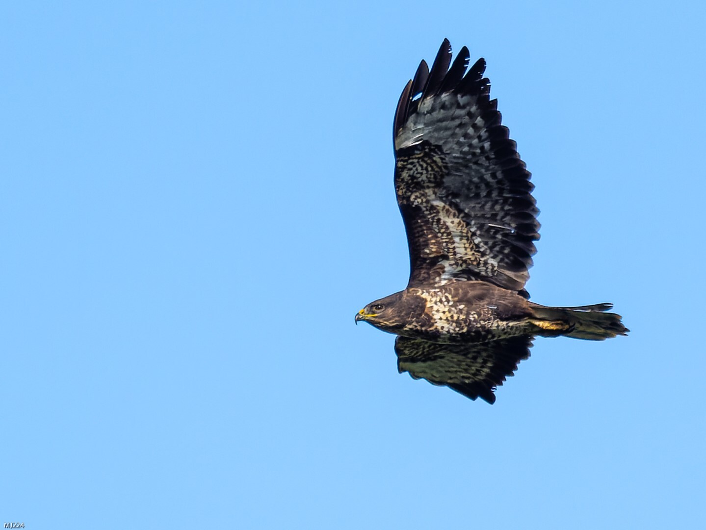 Click image for larger version

Name:	PA104800-ORF_DxO_DeepPRIME (Large).jpg
Views:	54
Size:	140.6 KB
ID:	894794