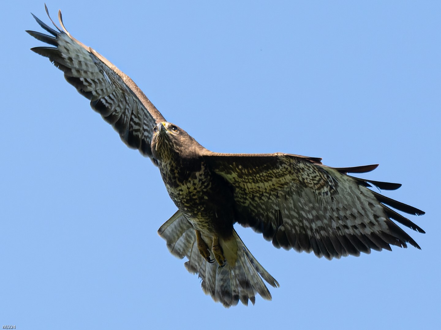 Click image for larger version

Name:	PA104815-ORF_DxO_DeepPRIME (Large).jpg
Views:	53
Size:	191.3 KB
ID:	894795