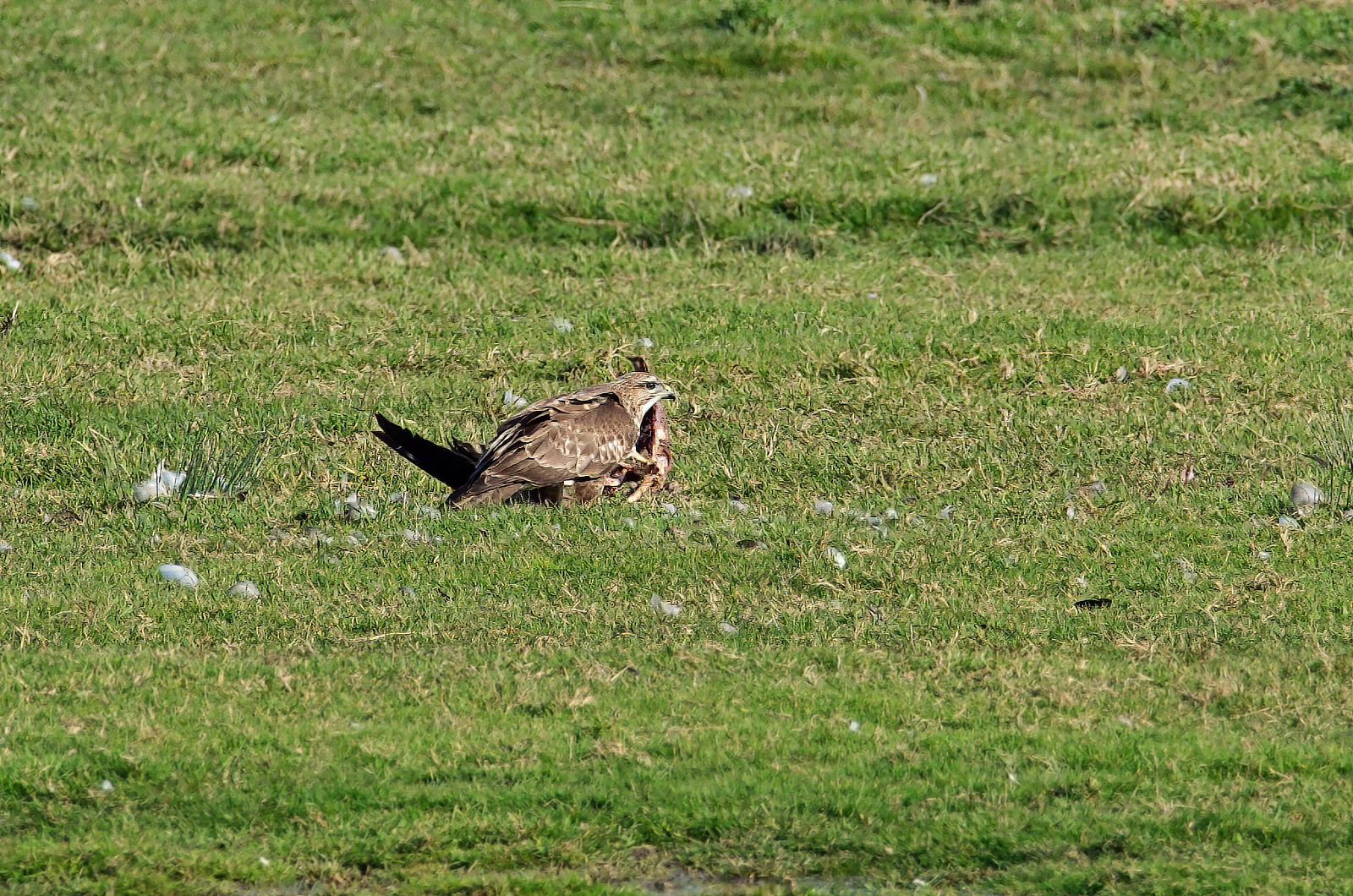 Click image for larger version

Name:	Buzzard scav 1-small.jpg
Views:	502
Size:	2.60 MB
ID:	894931