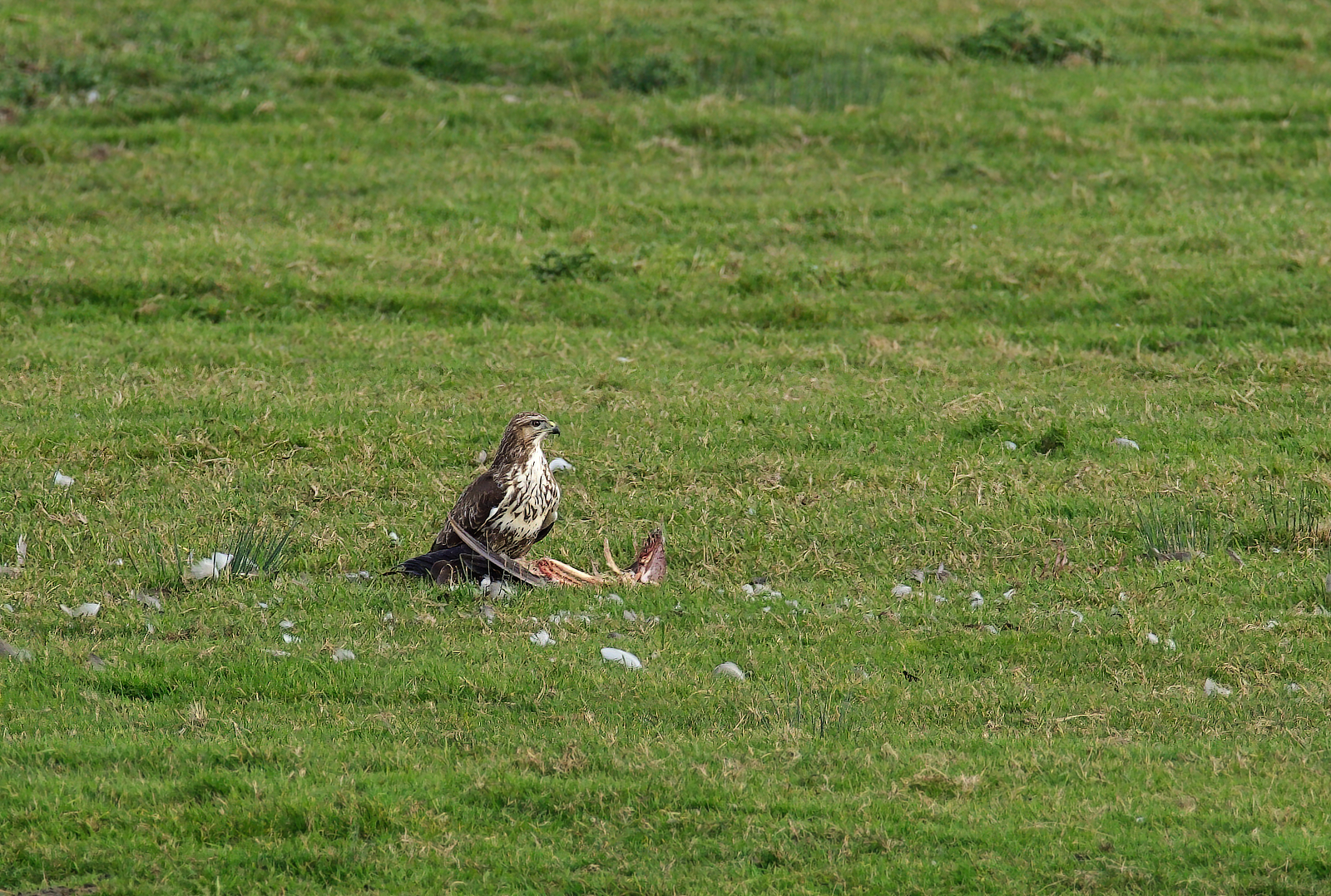 Click image for larger version

Name:	Buzzard scav 2-small.jpg
Views:	108
Size:	2.47 MB
ID:	894932