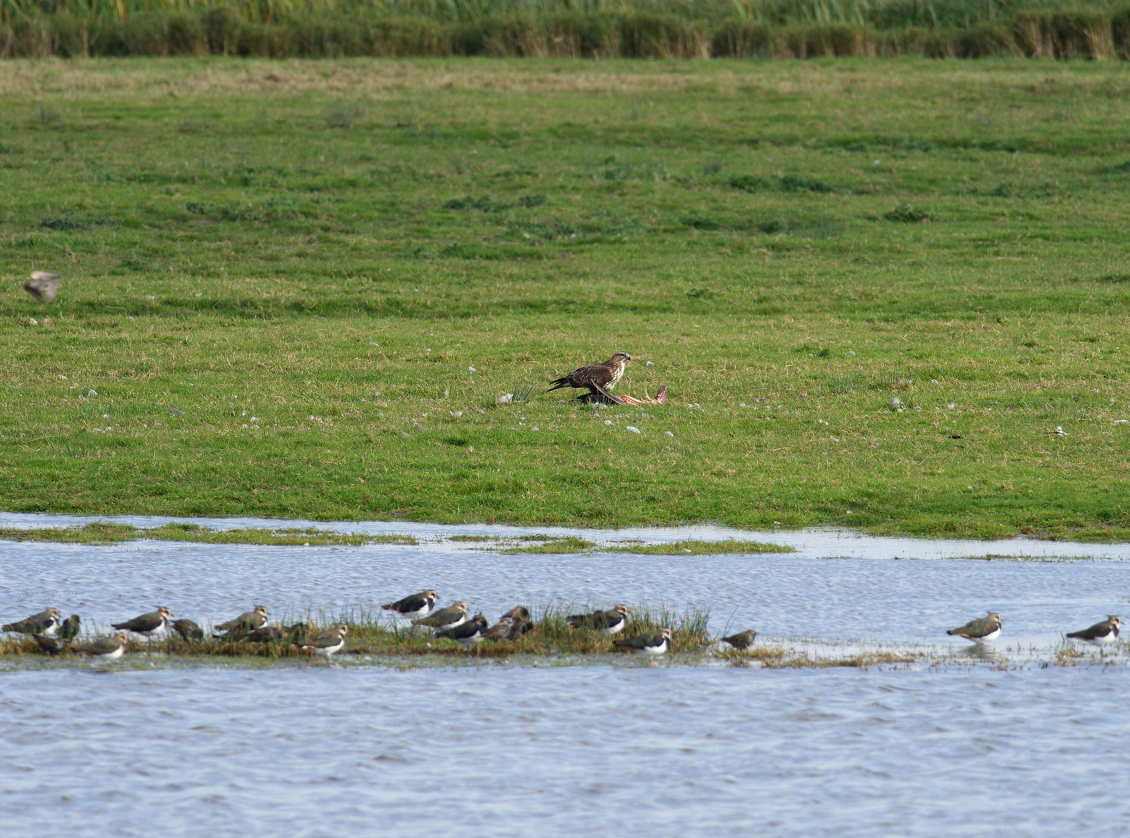 Click image for larger version

Name:	Buzzard scav 4-small.jpg
Views:	107
Size:	2.94 MB
ID:	894934