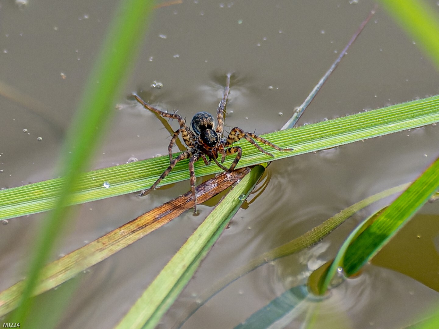 Click image for larger version

Name:	PA165129-ORF_DxO_DeepPRIME (Large).jpg
Views:	74
Size:	292.4 KB
ID:	895362