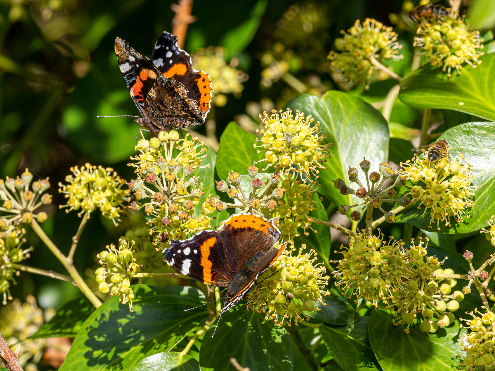 Click image for larger version  Name:	PA165233-ORF_DxO_DeepPRIME.jpg Views:	0 Size:	518.7 KB ID:	895364