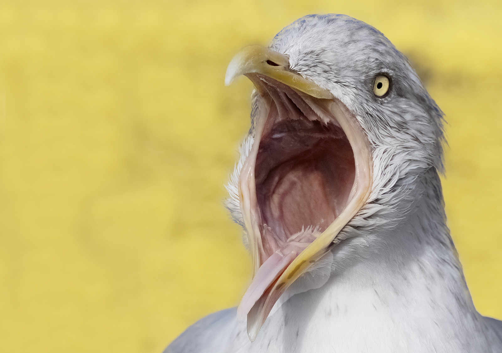 Click image for larger version

Name:	52403926434_0675eb39ab_o (2).jpg
Views:	72
Size:	998.5 KB
ID:	895950