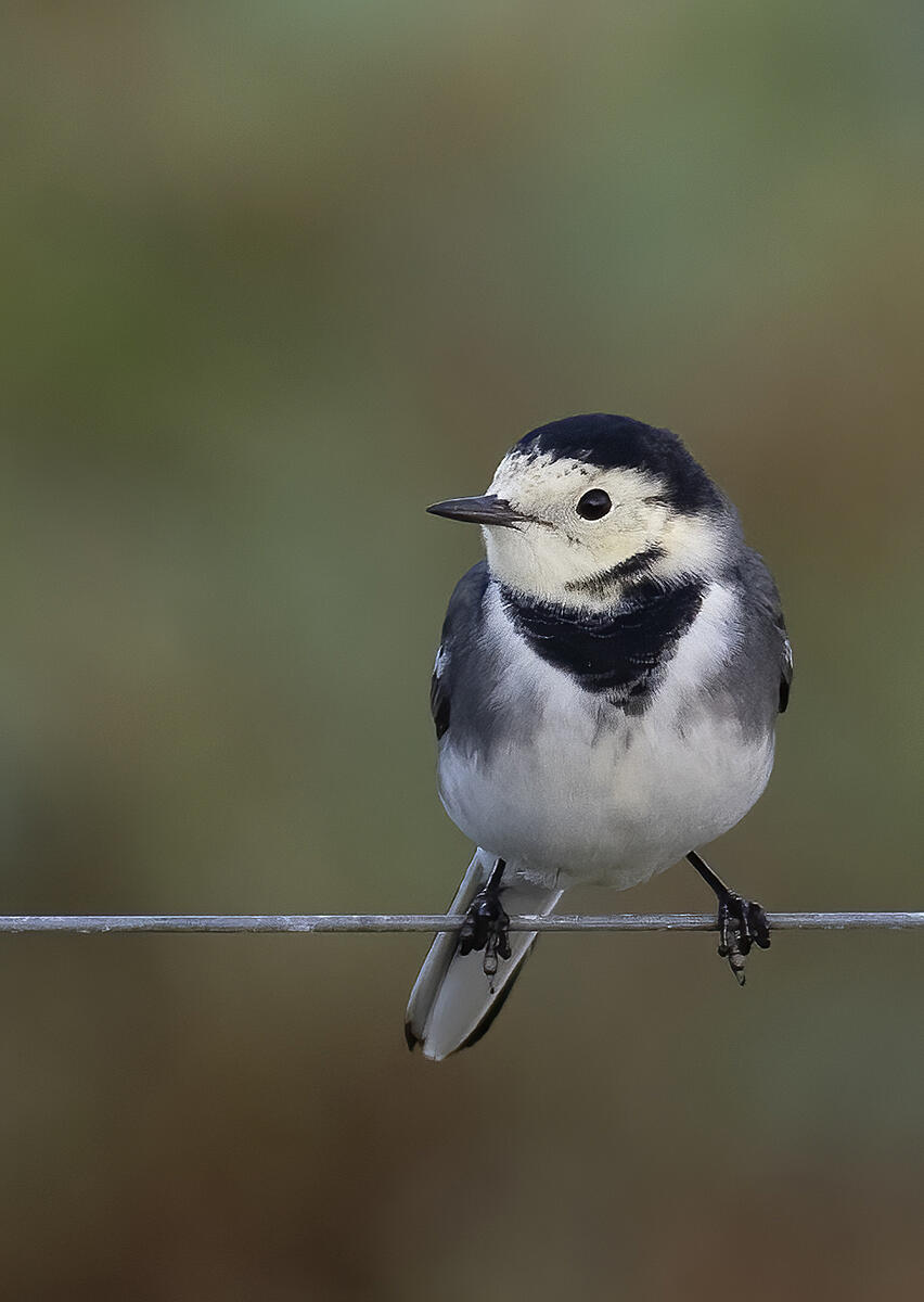 Click image for larger version

Name:	_A250162 Pied Wagtail.jpg
Views:	96
Size:	532.4 KB
ID:	896445