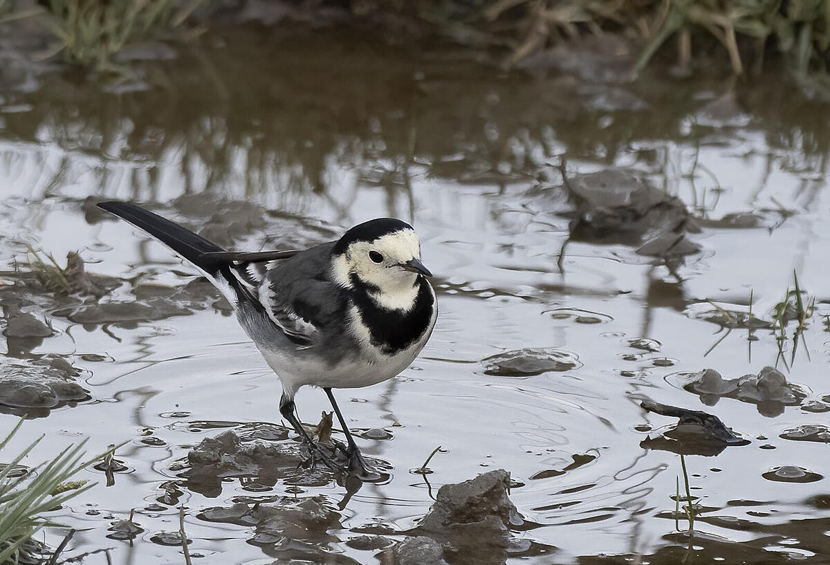 Click image for larger version

Name:	_A250149.jpg
Views:	60
Size:	242.8 KB
ID:	896594