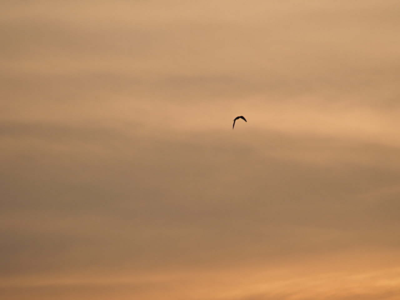 Click image for larger version  Name:	P7133548B2.jpg Views:	35 Size:	45.8 KB ID:	896946