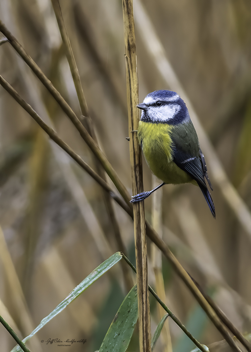 Click image for larger version  Name:	pole dancer.jpg Views:	5 Size:	530.4 KB ID:	899433