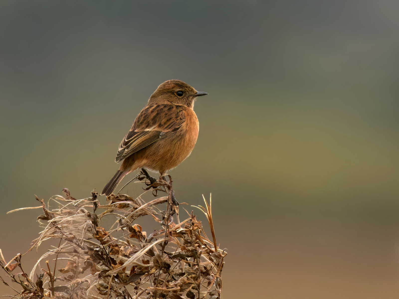 Click image for larger version

Name:	Stonechat 1a-topaz small.jpg
Views:	90
Size:	996.2 KB
ID:	900718