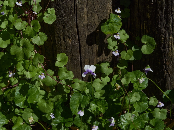 Click image for larger version  Name:	KB245534(CO22)-adj-s.jpg Views:	0 Size:	246.9 KB ID:	900986