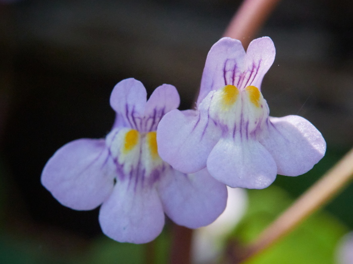 Click image for larger version

Name:	KB245530(CO22)-adj-cr-s.jpg
Views:	166
Size:	137.8 KB
ID:	900991