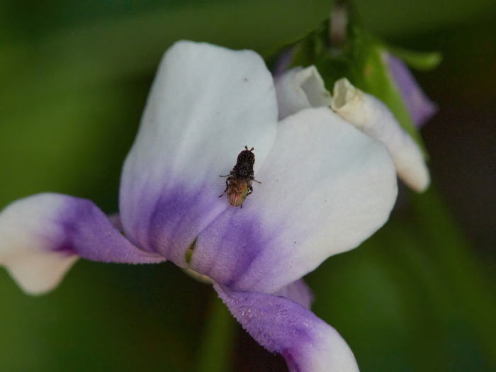 Click image for larger version

Name:	KB245508(CO22)-adj-SharpenAI-Focus-s.jpg
Views:	145
Size:	120.0 KB
ID:	900993