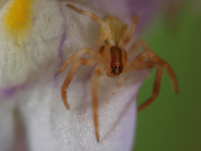 Click image for larger version

Name:	PA247455-SharpenAI-Focus-s.jpg
Views:	157
Size:	113.3 KB
ID:	900994