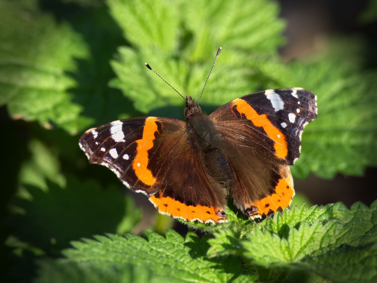 Click image for larger version

Name:	Red Admiral 2 small.jpg
Views:	517
Size:	1.41 MB
ID:	901058