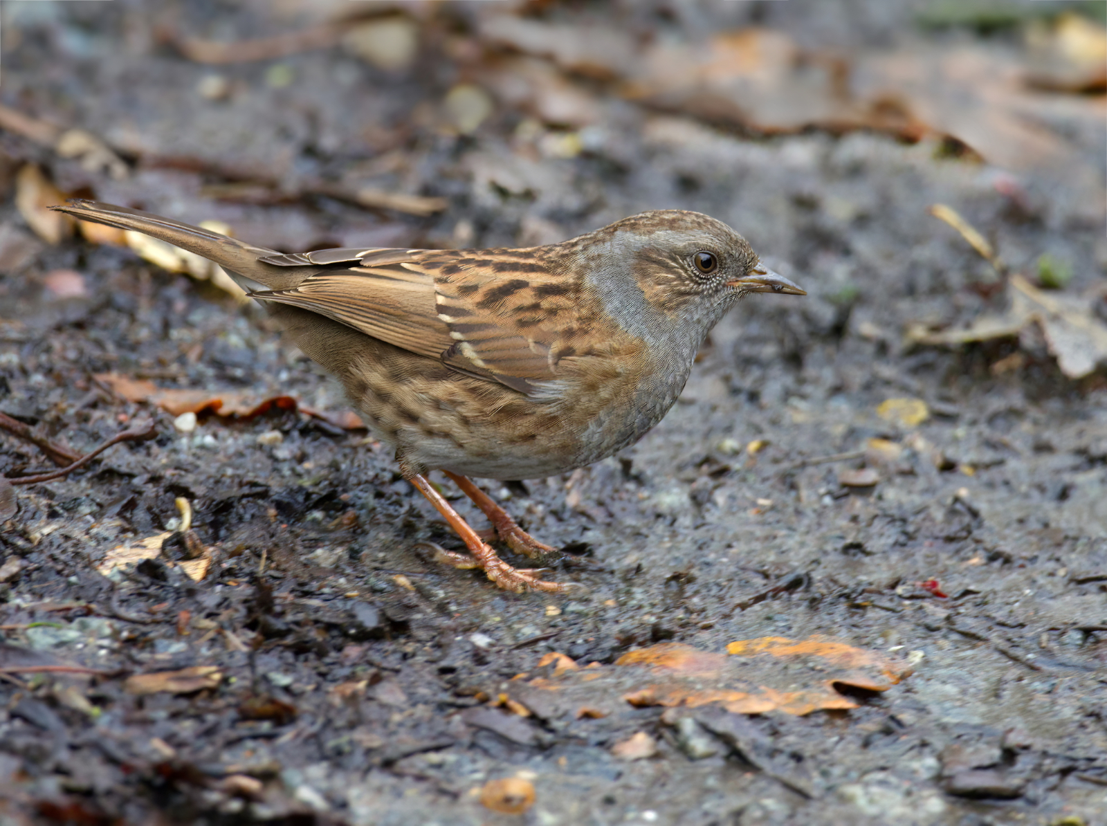 Click image for larger version

Name:	Dunnock 1-topaz small.jpg
Views:	73
Size:	1.69 MB
ID:	902212
