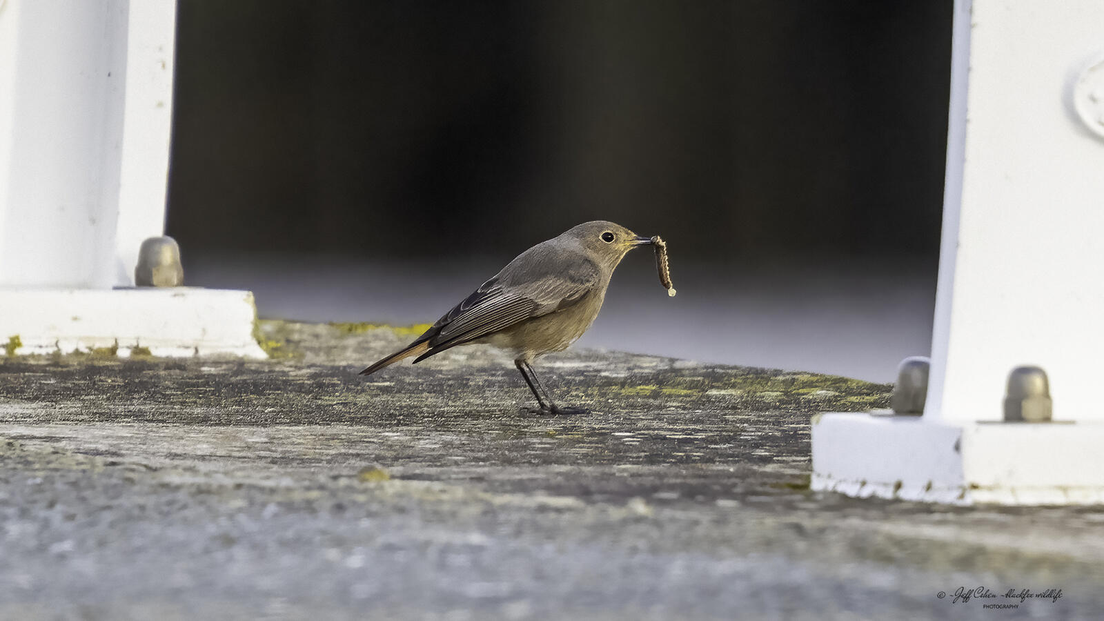 Click image for larger version

Name:	grubs up .jpg
Views:	424
Size:	154.8 KB
ID:	903504