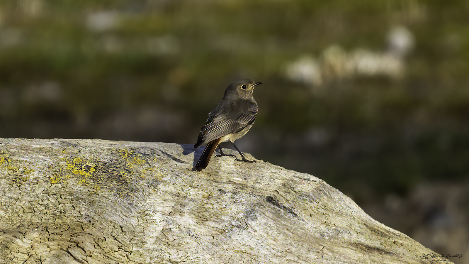 Click image for larger version

Name:	red rump .jpg
Views:	100
Size:	1.25 MB
ID:	903505