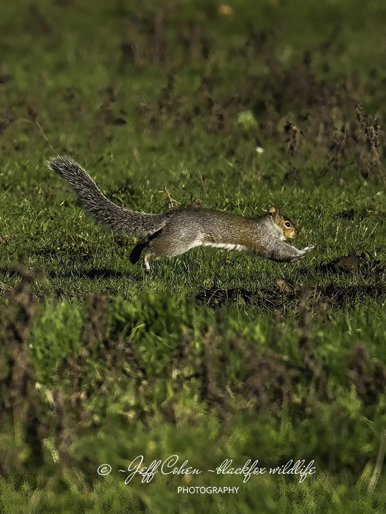 Click image for larger version

Name:	jumping jack flash .jpg
Views:	388
Size:	765.8 KB
ID:	903821