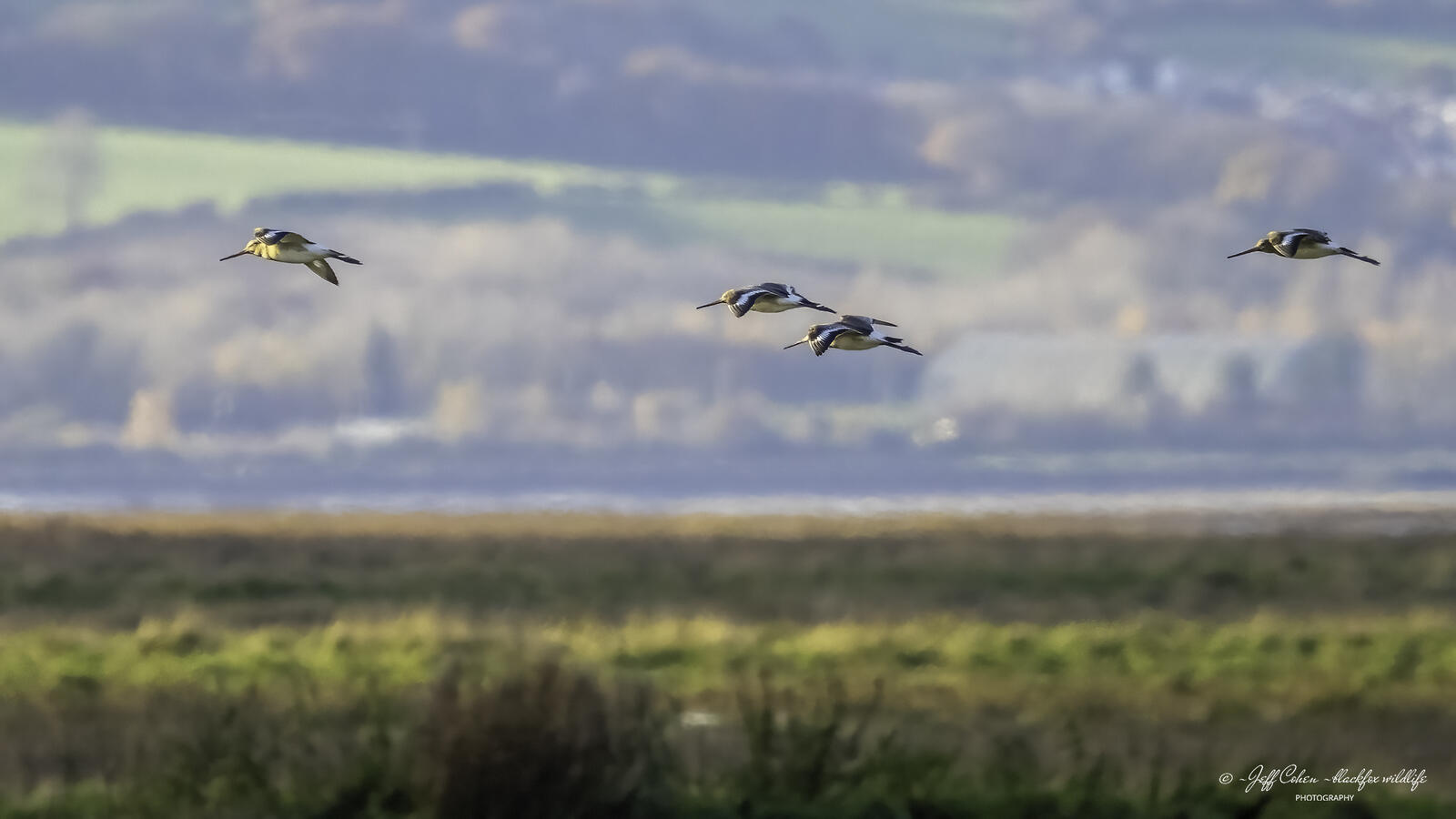 Click image for larger version

Name:	flight of the godwits .jpg
Views:	64
Size:	97.6 KB
ID:	903822
