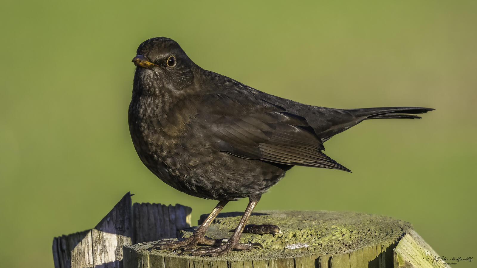 Click image for larger version

Name:	lady black .jpg
Views:	64
Size:	159.1 KB
ID:	903823