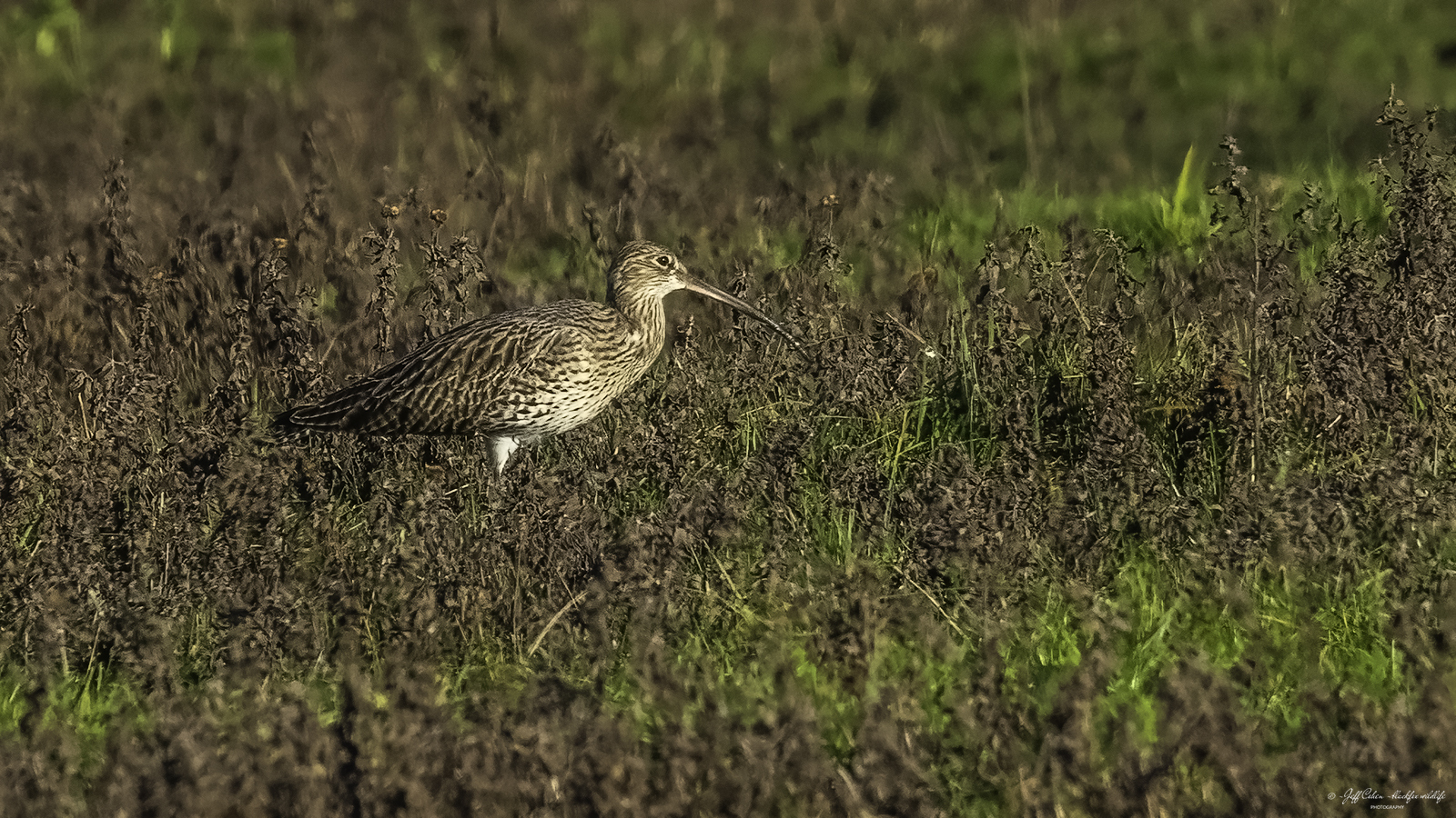 Click image for larger version

Name:	hey there lonely boy .jpg
Views:	61
Size:	1.52 MB
ID:	903824