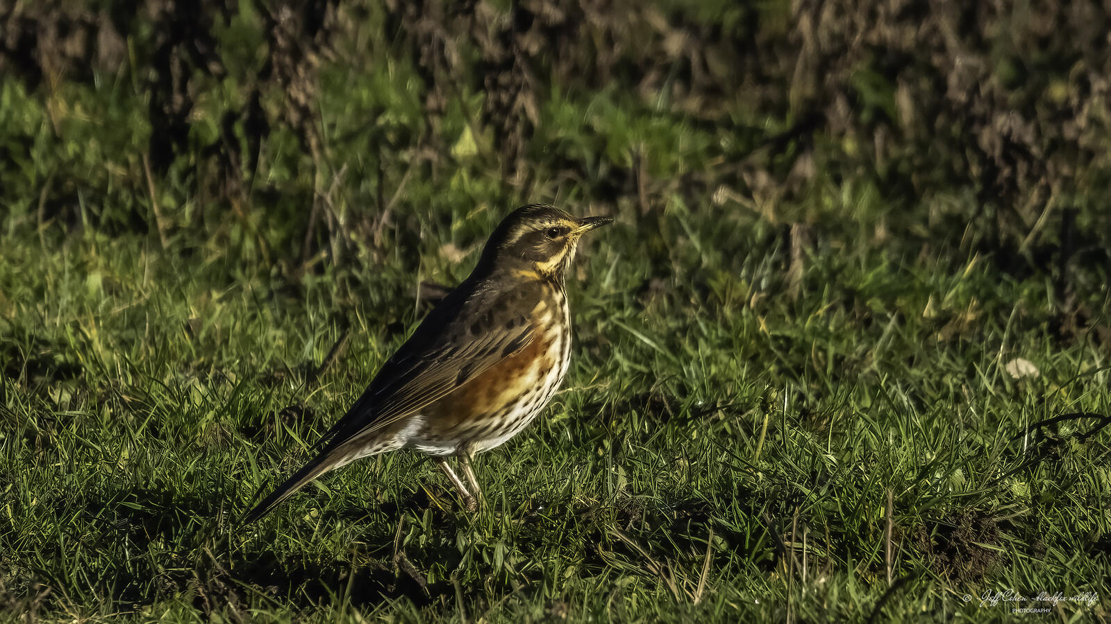 Click image for larger version

Name:	run out of berries .jpg
Views:	65
Size:	372.2 KB
ID:	903825