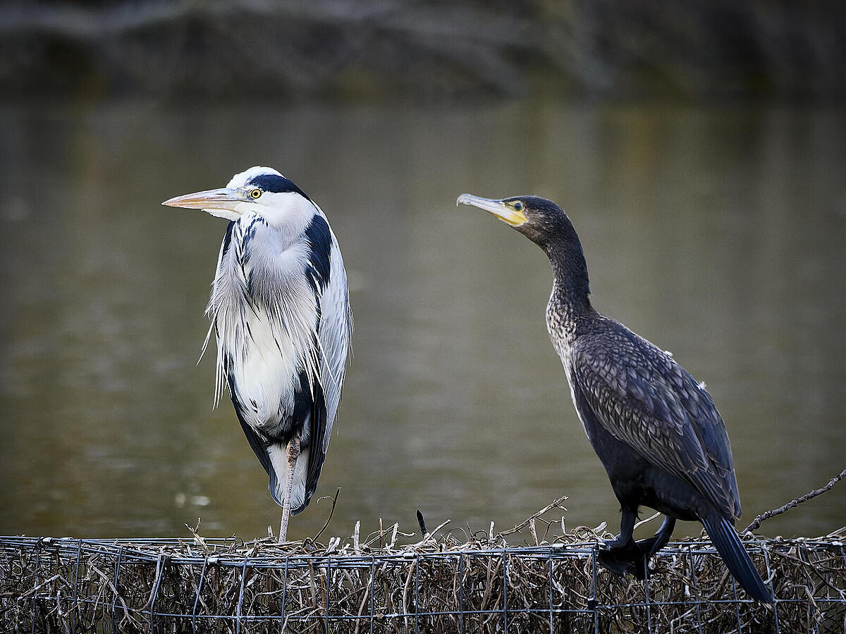 Click image for larger version

Name:	B311E744-A2EB-4D7F-B714-477F7A41A5FF.jpg
Views:	370
Size:	274.8 KB
ID:	904167