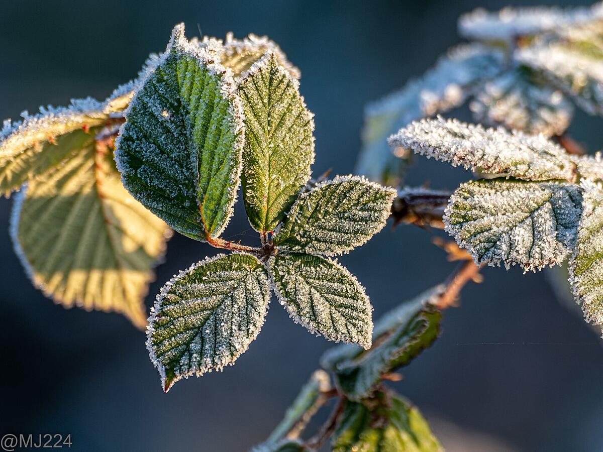 Click image for larger version

Name:	PC128399-ORF_DxO_DeepPRIME (Large).jpg
Views:	333
Size:	426.0 KB
ID:	904613