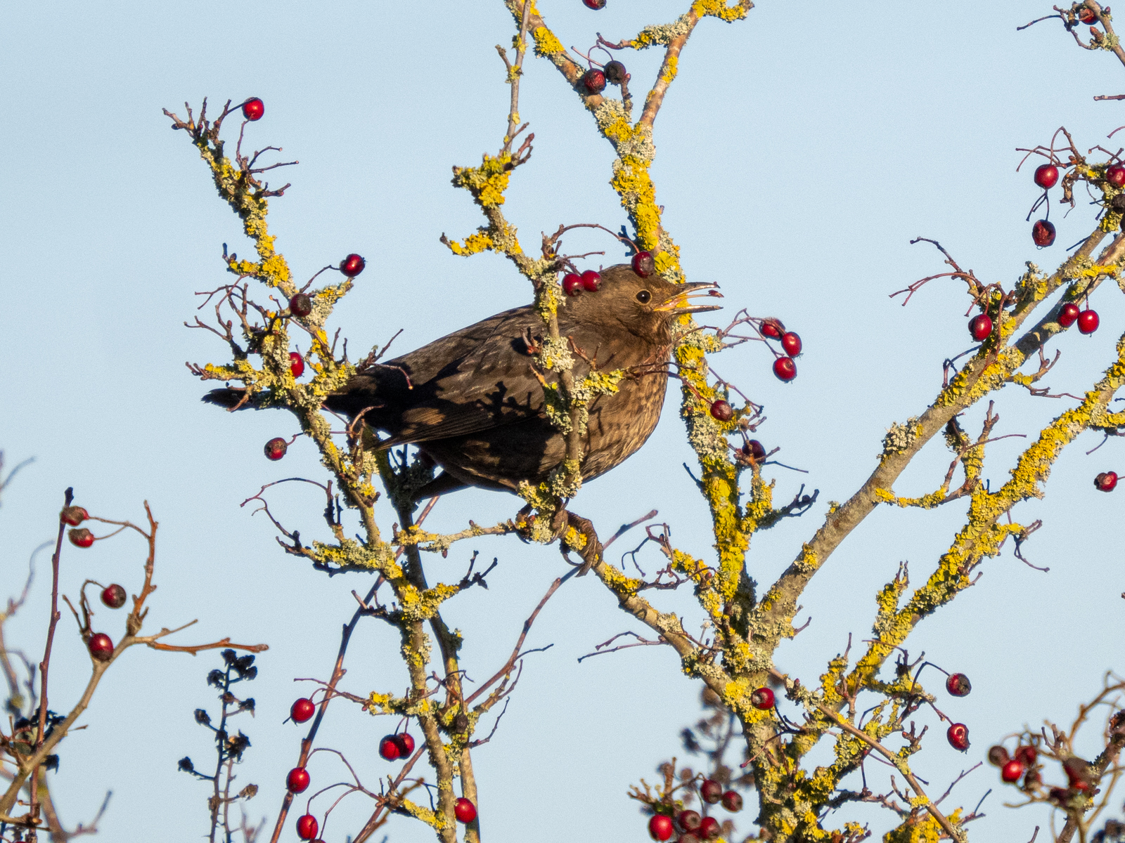 Click image for larger version

Name:	Feeding 2.jpg
Views:	309
Size:	1.73 MB
ID:	905545