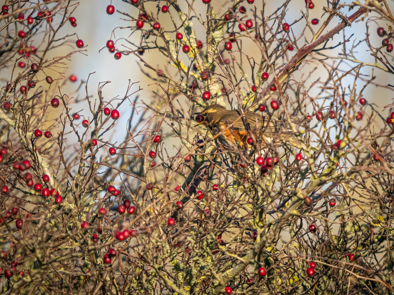 Click image for larger version

Name:	Feeding_-2.jpg
Views:	65
Size:	2.27 MB
ID:	905546