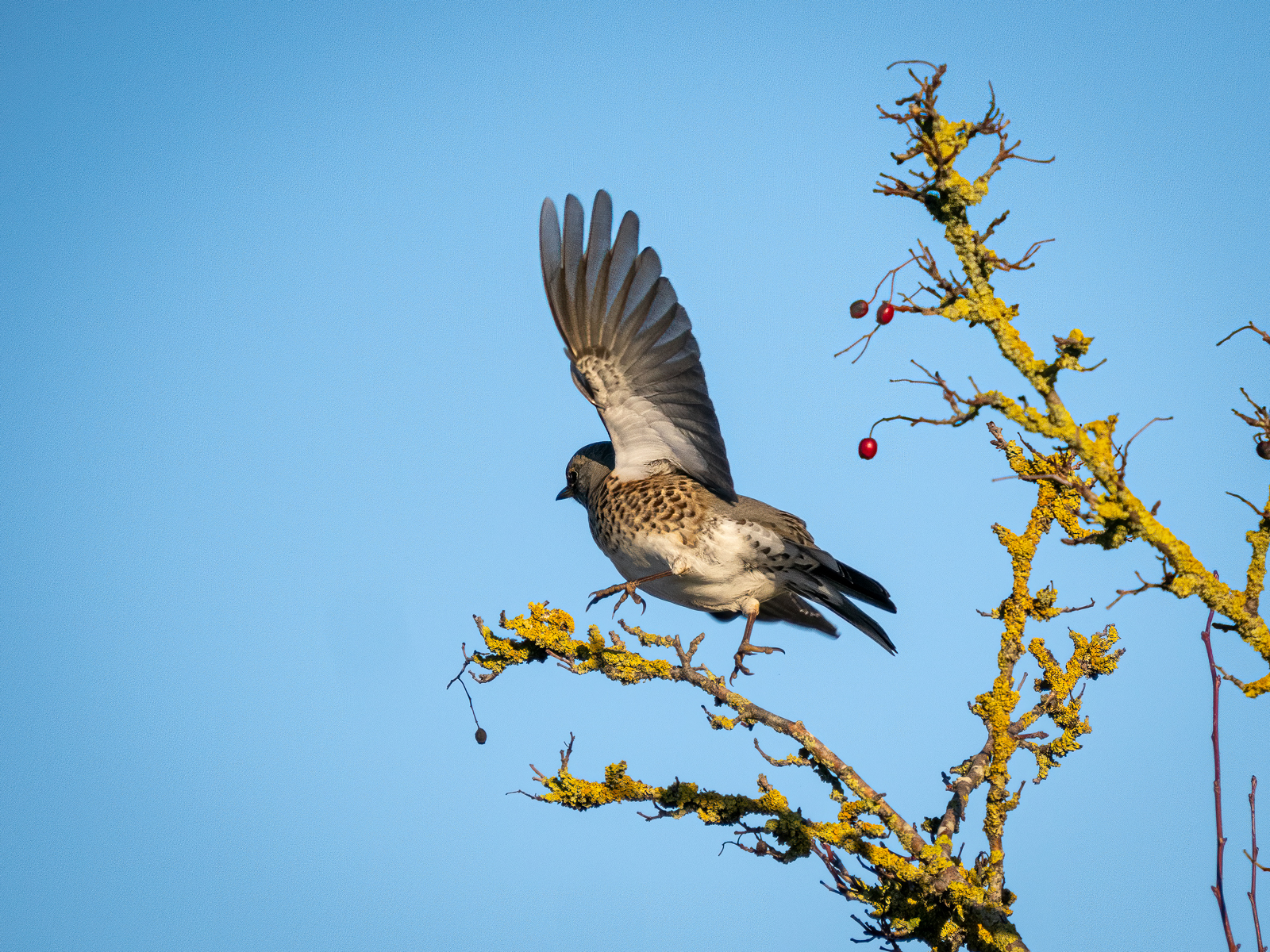 Click image for larger version

Name:	Flying.jpg
Views:	67
Size:	2.17 MB
ID:	905547