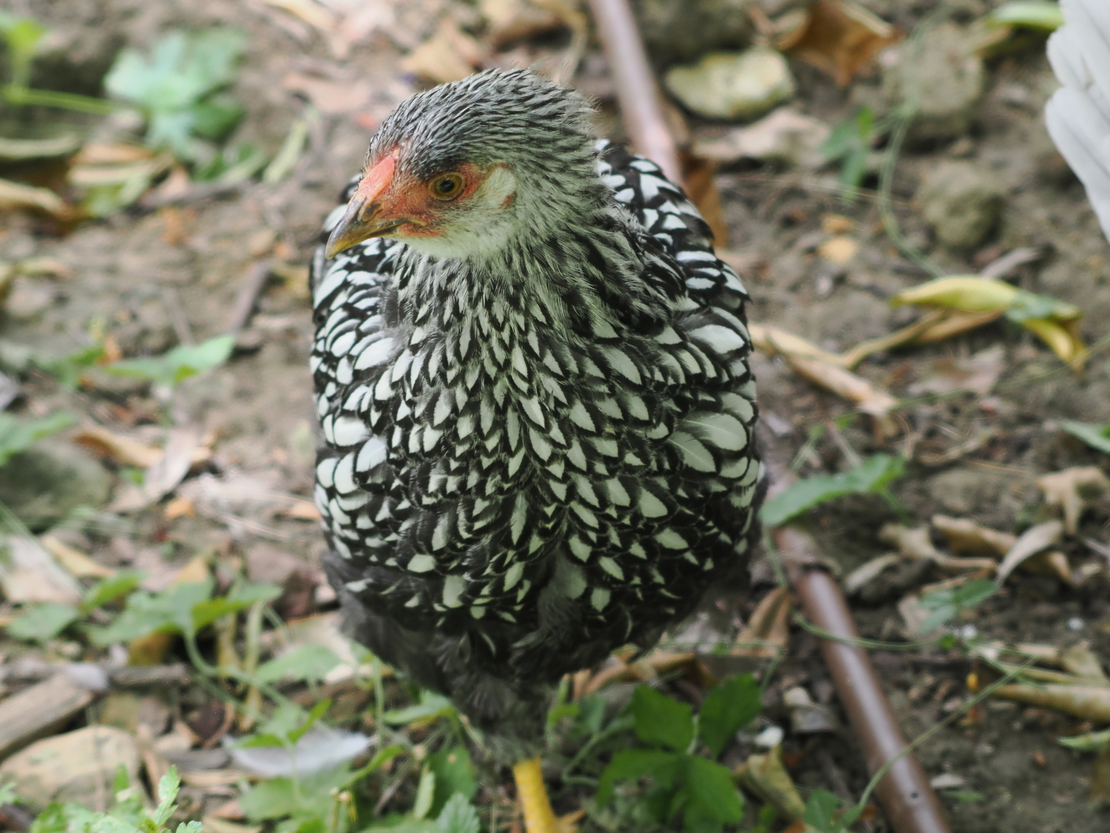 Click image for larger version  Name:	JC199828-ms.jpg Views:	0 Size:	851.6 KB ID:	905741