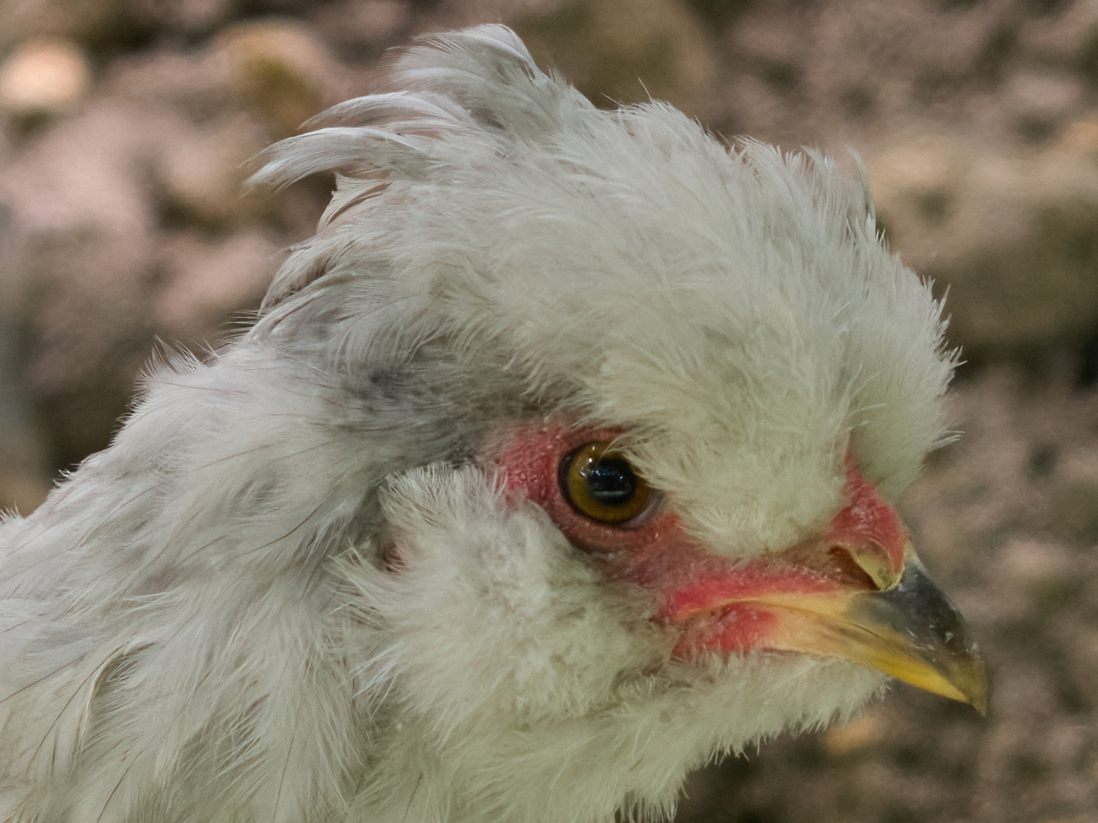 Click image for larger version

Name:	JC199733(CO22)-adj-DeNoiseAI-clear-scr.jpg
Views:	388
Size:	769.7 KB
ID:	905751