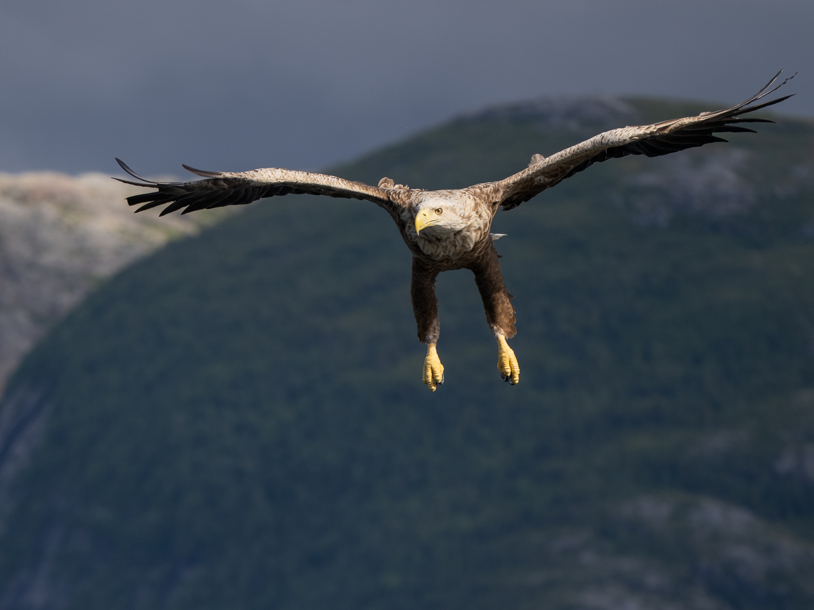 Click image for larger version

Name:	P7050018-2-Redigera.jpg
Views:	177
Size:	932.6 KB
ID:	906226