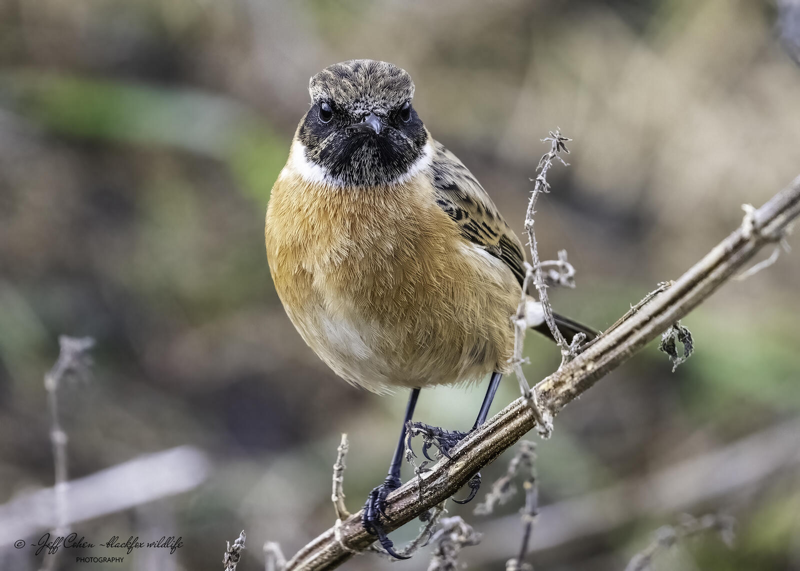 Click image for larger version  Name:	stoned -Edit.jpg Views:	0 Size:	210.7 KB ID:	907815