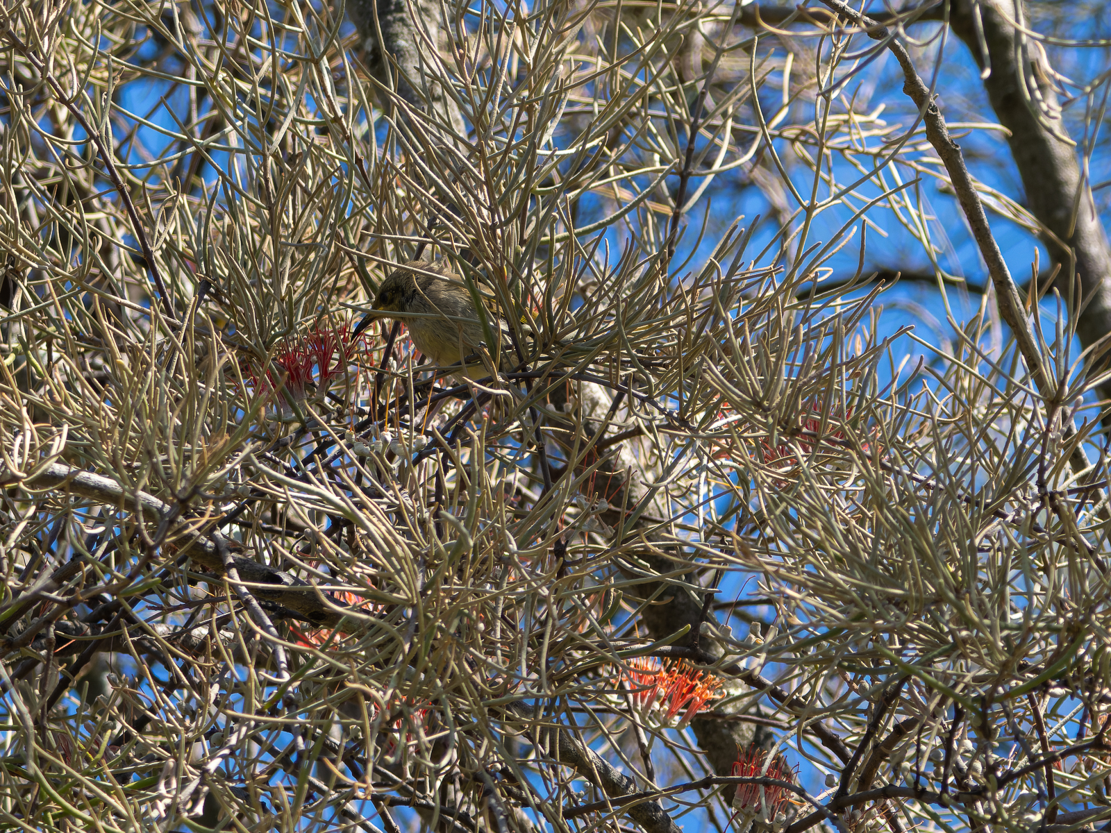 Click image for larger version  Name:	MislttoeFlowerBrownHoneteater.jpg Views:	2 Size:	2.56 MB ID:	908813