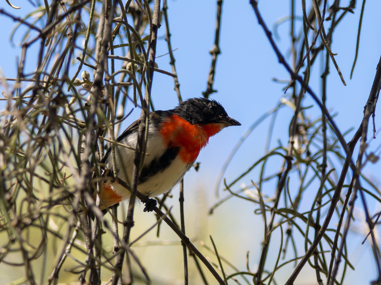 Click image for larger version  Name:	AdulrMale.jpg Views:	2 Size:	1.39 MB ID:	908814