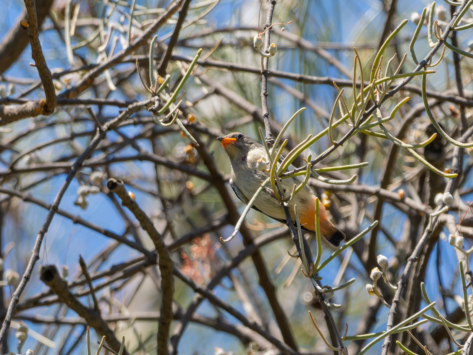 Click image for larger version  Name:	Juvenile.jpg Views:	2 Size:	1.45 MB ID:	908815