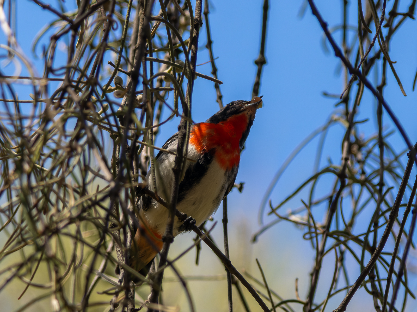 Click image for larger version  Name:	MaleWithBerry.jpg Views:	2 Size:	1.38 MB ID:	908816